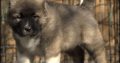 Caucasian Shepherd puppies