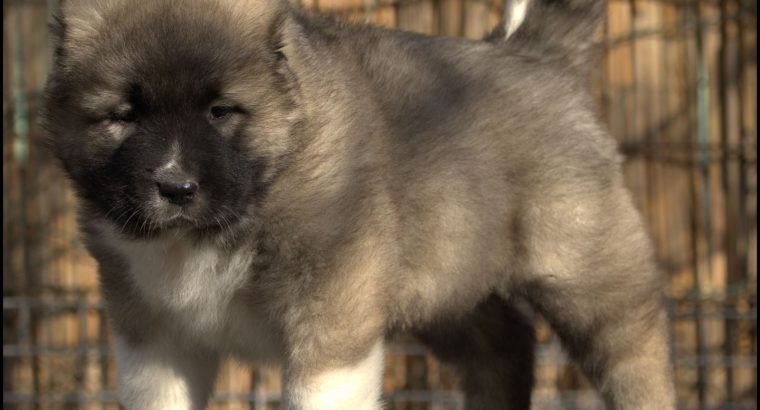 Caucasian Shepherd puppies