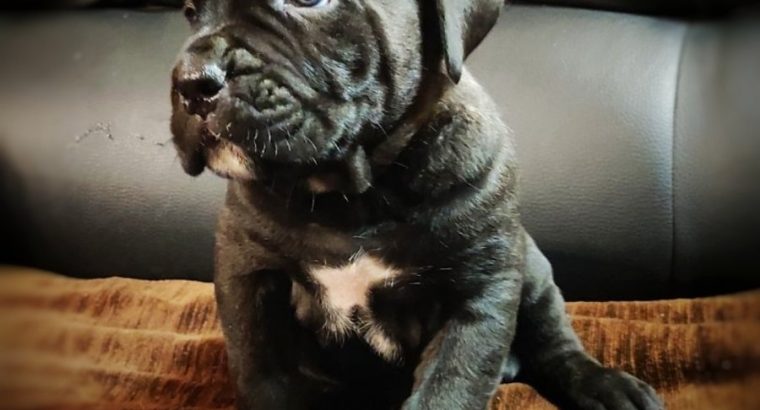 Cane Corso puppies