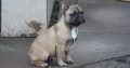 French bulldog puppy for sale