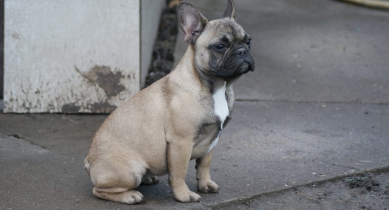 French bulldog puppy for sale