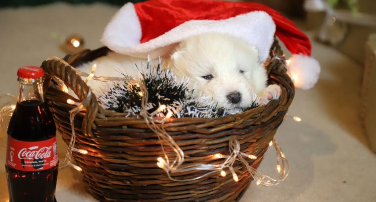 Samoyed puppies for sale