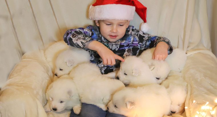Samoyed puppies for sale