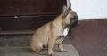 French bulldog puppy for sale
