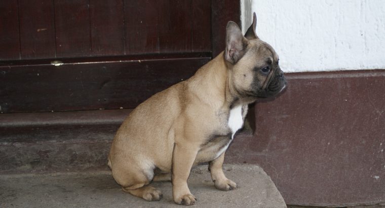 French bulldog puppy for sale