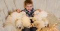 Samoyed puppies for sale