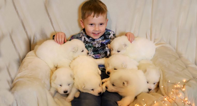 Samoyed puppies for sale