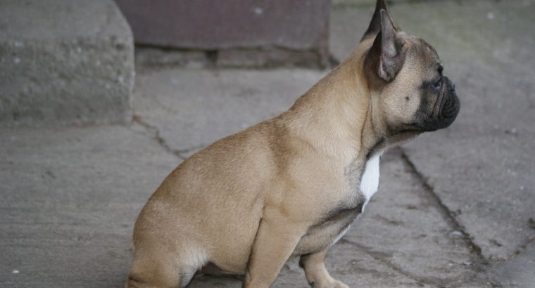 French bulldog puppy for sale