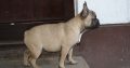 French bulldog puppy for sale