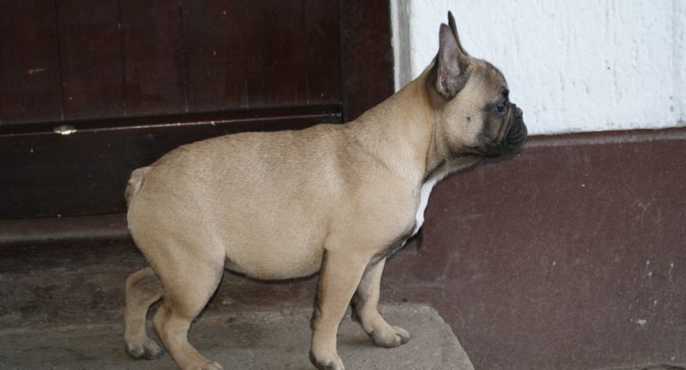 French bulldog puppy for sale