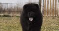 Chow-Chow puppies for sale
