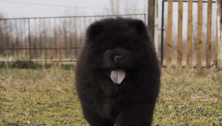 Chow-Chow puppies for sale