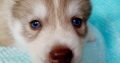 Purebred Husky puppies