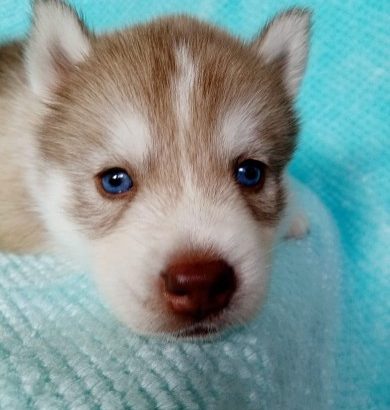 Purebred Husky puppies