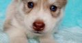 Purebred Husky puppies