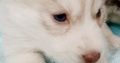 Purebred Husky puppies