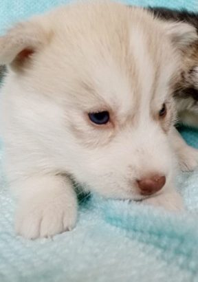 Purebred Husky puppies
