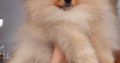 Pomeranian Spitz Top Quality