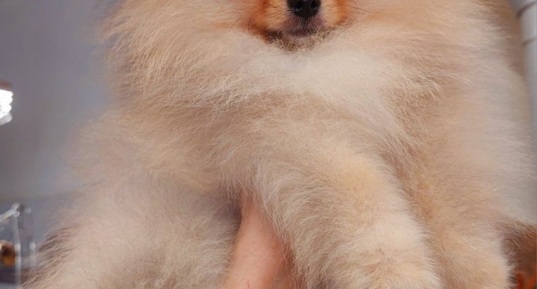 Pomeranian Spitz Top Quality