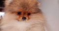 Pomeranian Spitz Top Quality