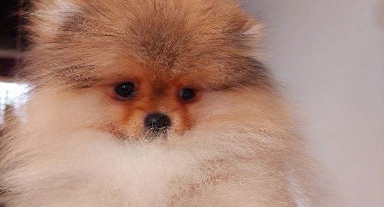 Pomeranian Spitz Top Quality
