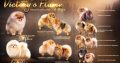 Pomeranian Spitz Top Quality