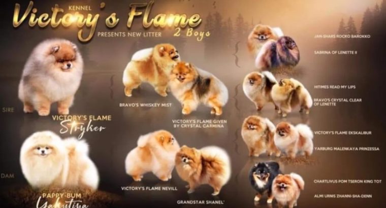Pomeranian Spitz Top Quality