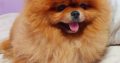 Pomeranian Spitz Top Quality