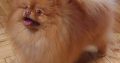 Pomeranian Spitz Top Quality