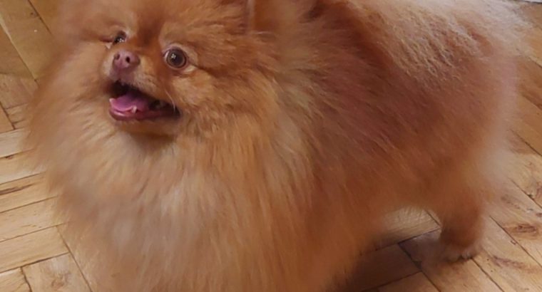 Pomeranian Spitz Top Quality