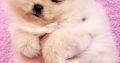 Pomeranian Spitz puppies