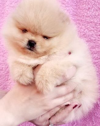 Pomeranian Spitz puppies