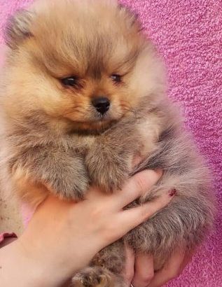 Pomeranian Spitz puppies