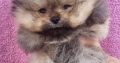 Pomeranian Spitz puppies