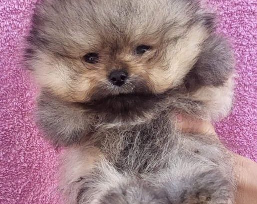 Pomeranian Spitz puppies