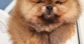Pomeranian Spitz puppies