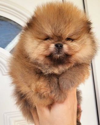 Pomeranian Spitz puppies