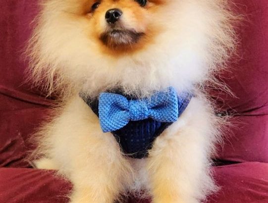 Pomeranian Spitz puppies