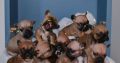 French Bulldog puppies for sale