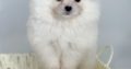 Pomeranian (BOO), purebred, dwarf(toy)