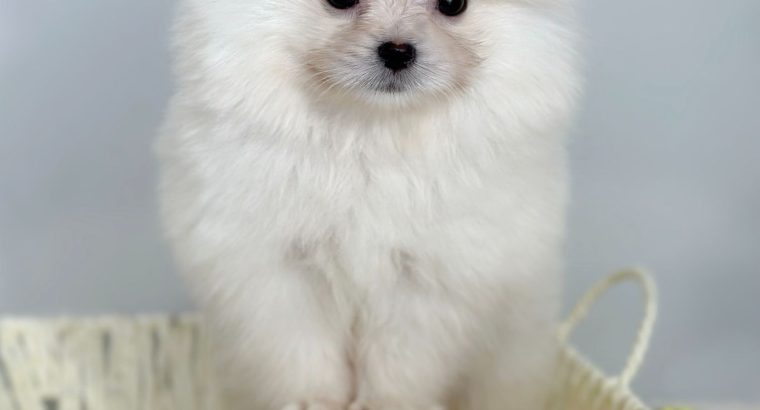 Pomeranian (BOO), purebred, dwarf(toy)