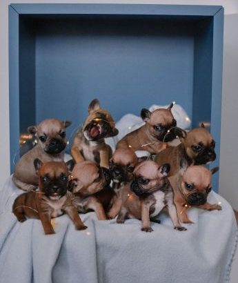 French Bulldog puppies for sale