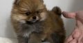 Pomeranian (BOO), purebred, dwarf(toy)