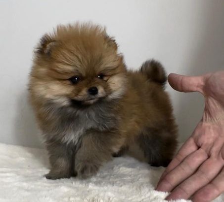 Pomeranian (BOO), purebred, dwarf(toy)