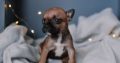 French Bulldog puppies for sale