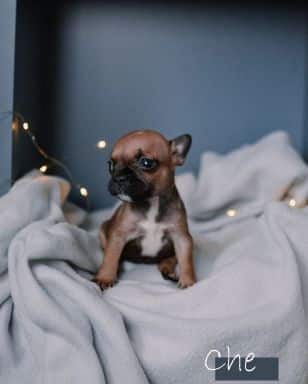 French Bulldog puppies for sale