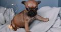 French Bulldog puppies for sale