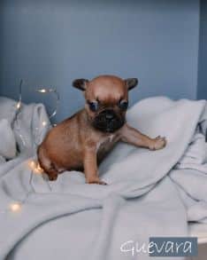 French Bulldog puppies for sale