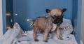 French Bulldog puppies for sale