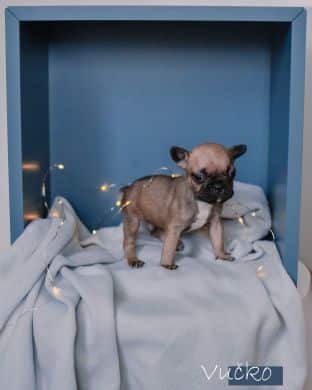 French Bulldog puppies for sale